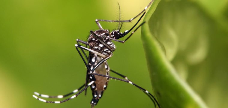Picadas do Aedes aegypti podem ser evitadas com uso de roupas