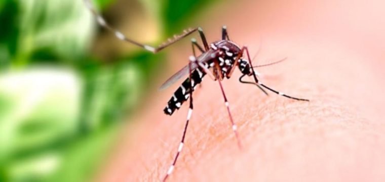 Espírito Santo registra mais de 12 mil casos de chikungunya
