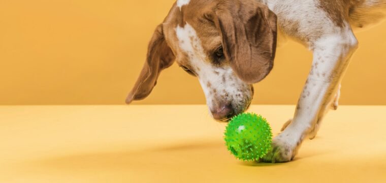 Coronavírus: 7 dicas para entreter os cachorros na quarentena