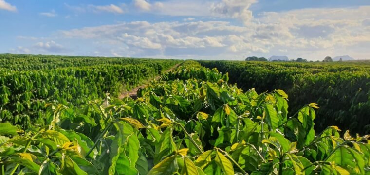 Nitrato de amônio na agricultura: uso do fertilizante não oferece perigo