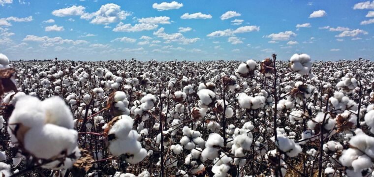Preço do algodão sobe, mas indústria descarta alta expressiva ao consumidor