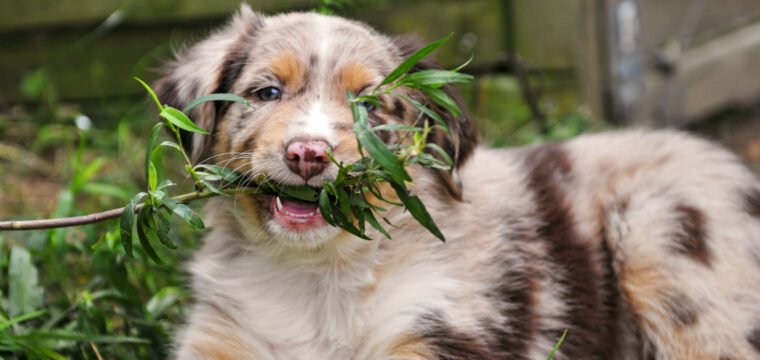 O perigo da intoxicação de pets por plantas ornamentais