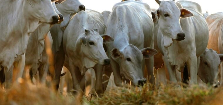 Feira do agronegócio começa nesta quarta-feira (02) em Cachoeiro de Itapemirim