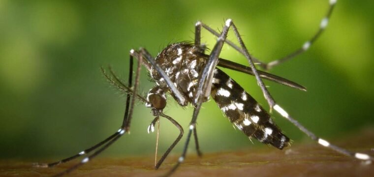 BRK reforça importância dos cuidados para evitar a proliferação da dengue