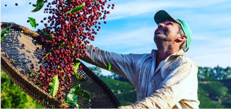 Café arábica do Caparaó conquista selo de Indicação Geográfica