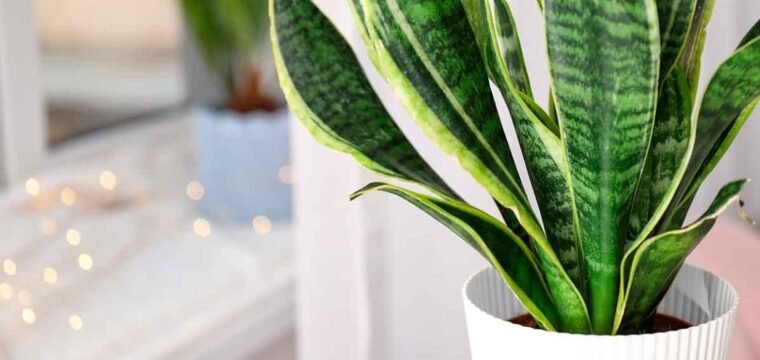 10 plantas de fácil cultivo para ter em casa e no apartamento