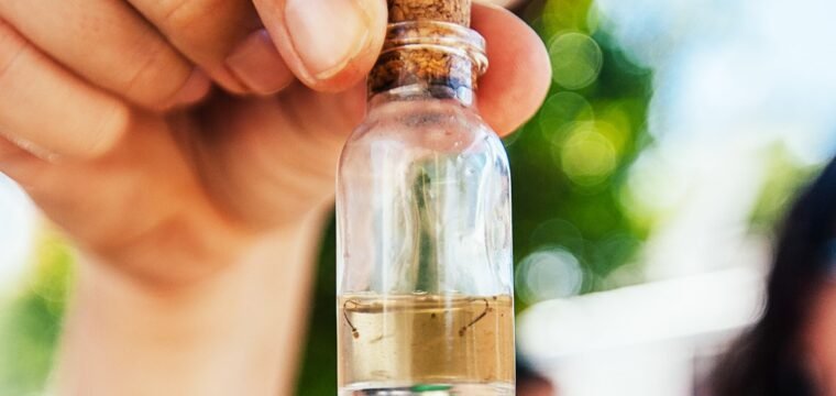 Sesa divulga boletins da dengue, zika e chikungunya