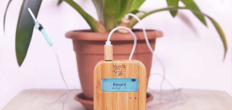 Música para plantas: dados do Spotify apontam aumento de 1400% na busca