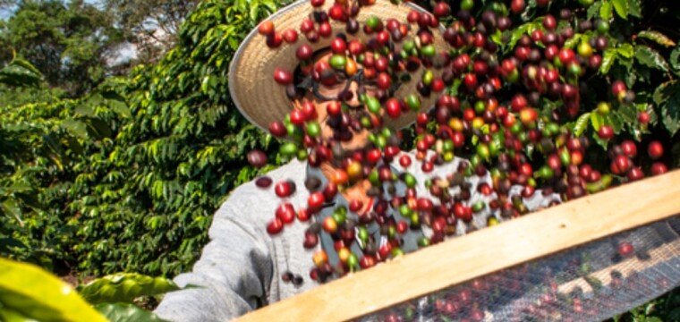 Selo de Indicação Geográfica é concedido ao Café Montanhas do Espírito Santo