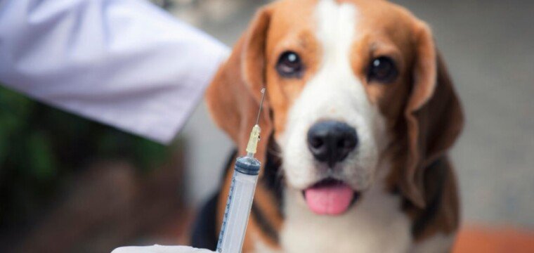 Cachoeiro inicia campanha de vacinação de cães e gatos contra a raiva