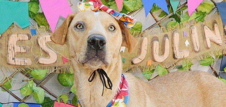 SOS Patas e Mãos realiza evento de adoção de cães e gatos em Cachoeiro