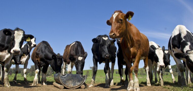 Segunda edição da ExpoSul Rural Leite começa nesta sexta-feira (22)