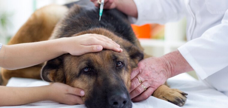 Leishmaniose: saiba como a doença pode afetar cães e gatos