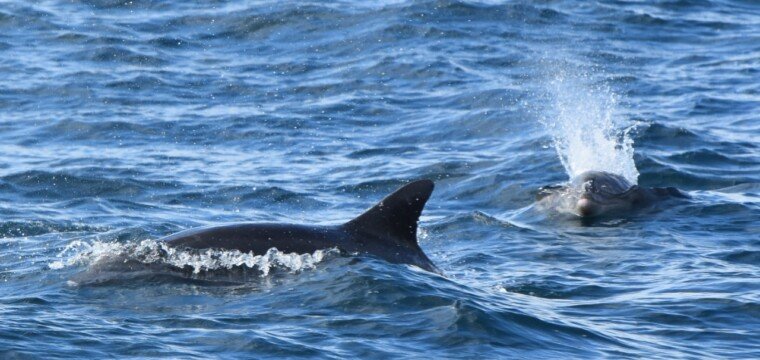 Temporada das baleias-jubarte: gigantes dos oceanos já estão na costa capixaba