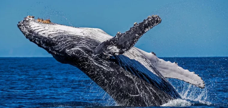 Festival marca o início da temporada das baleias-jubarte no litoral capixaba