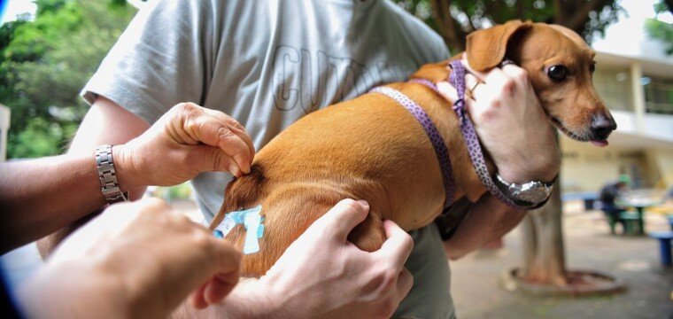 Vacinação antirrábica em 25 locais de Cachoeiro no próximo sábado (3)