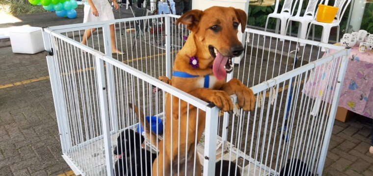 Exposul Rural terá feira de adoção de cães e coleta seletiva