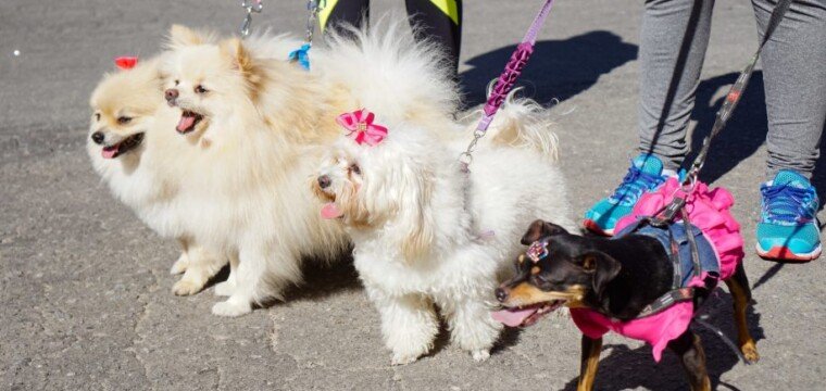 Cachoeiro terá “cãominhada”, desfile e feira de adoção de pets em outubro