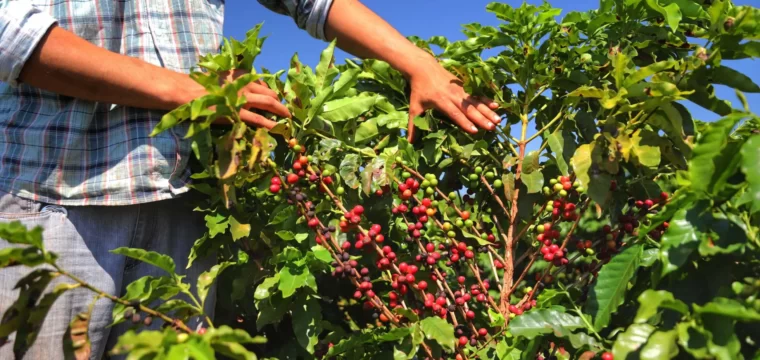 Governo lança Programa de Desenvolvimento Sustentável da Cafeicultura
