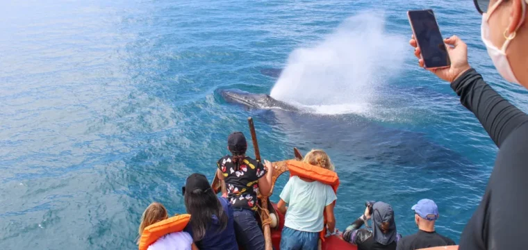 Saiba como fazer passeios para observação turística de baleias no ES