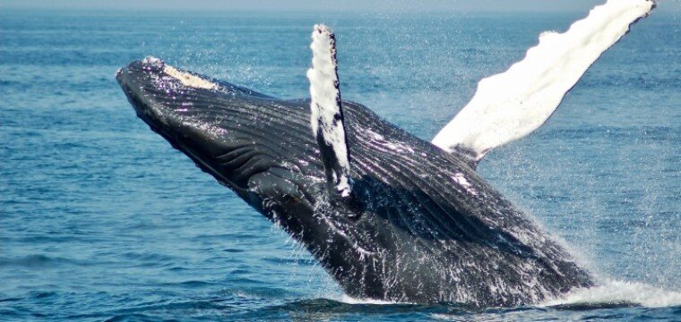 Baleias Jubarte: Espírito Santo é o segundo Estado com maior número de encalhes