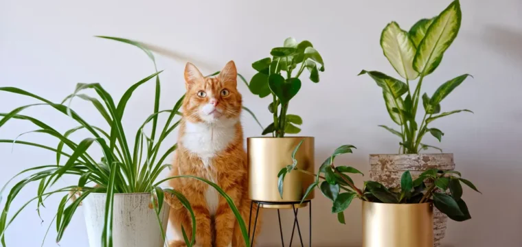 Plantas tóxicas para gatos: quais são e o que fazer pela vida de seu pet
