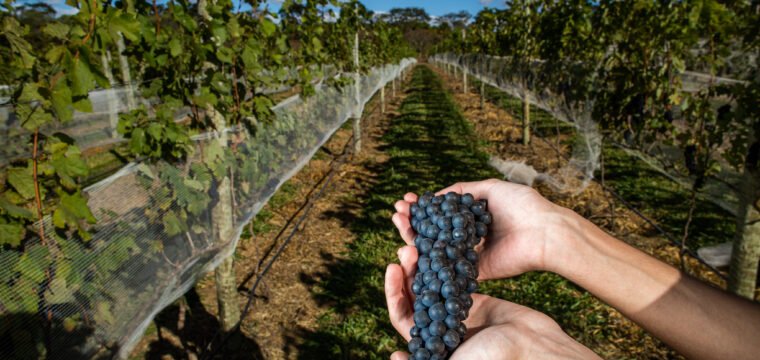 Vargem Alta sediará dia de campo para produtores de uva