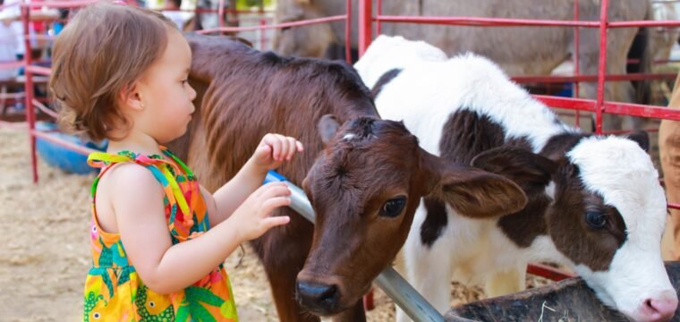 Maior feira rural do estado prepara dia na fazenda gratuito, com broa, café e mini animais