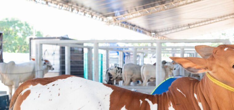 Exposul 2024: expositores falam das expectativas para o evento