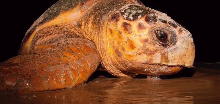 Tartaruga-cabeçuda é reencontrada desovando no ES após 37 anos