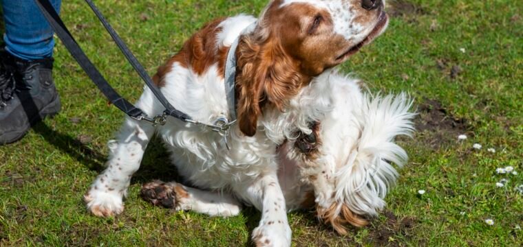 Calor pode intensificar casos de dermatite nos pets, diz veterinária