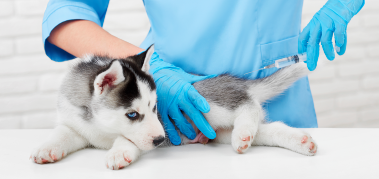 Carreta do Pet Vida chega a Cachoeiro com serviços gratuitos para cães e gatos
