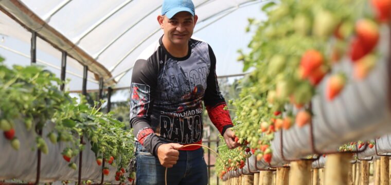 Produtores de Pedra Azul cultivam morangos que viram tortas gigantes na tradicional festa