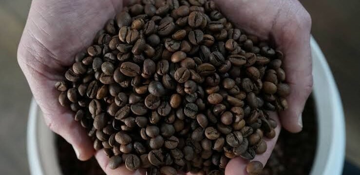 Exportações de café pelo ES em 2026 já superam todo o volume exportado em 2025