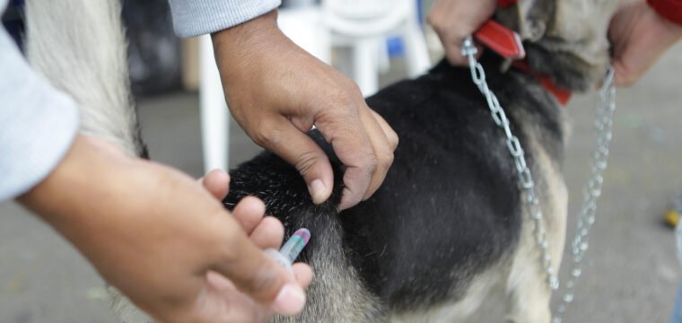Vacinação antirrábica acontece neste sábado (19) em bairros de Cachoeiro